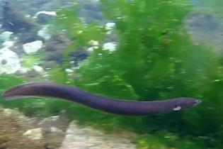 European Eel (Anguilla anguilla) in Kokkosi wetland, Almyri, Corinth - Greece (English Version)